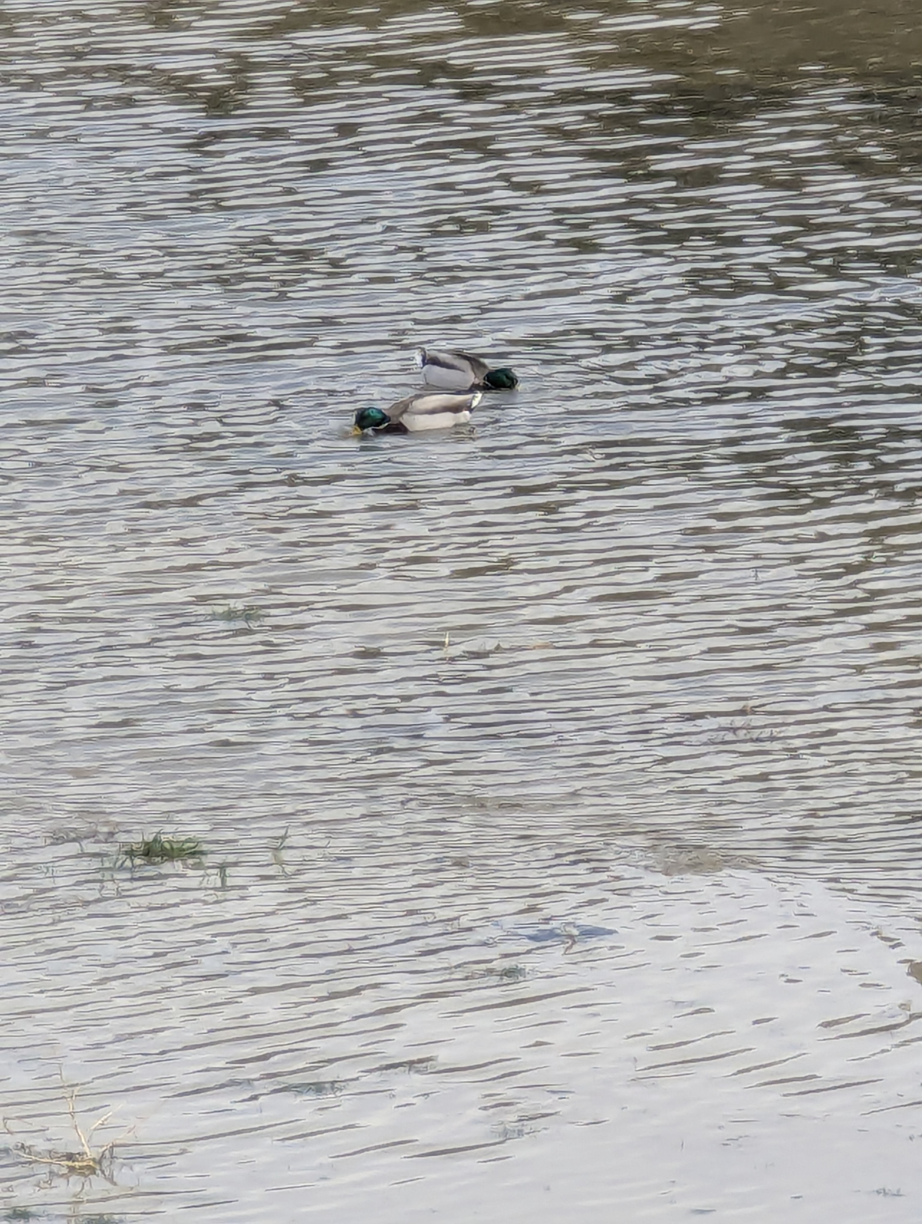 Ducks, Lake Sanders, Morrison, Colorado